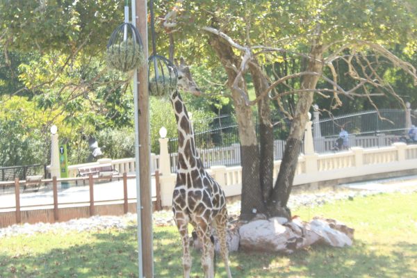 Students got to see a giraffe at the Oklahoma City Zoo.